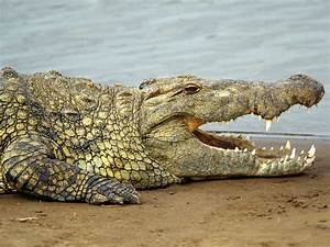 Nile crocodile (Crocodylus niloticus) is a common African crocodiles ...