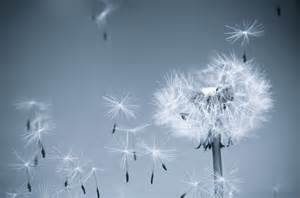 Pin Dandelion In Wind Blowball Spores Flower on Pinterest