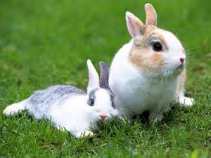 rabbits kept indoors are often referred to as a rabbit domestic ...