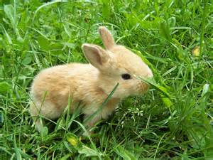 Cute Little Rabbits HD Wallpapers Download Free Wallpapers in HD for ...