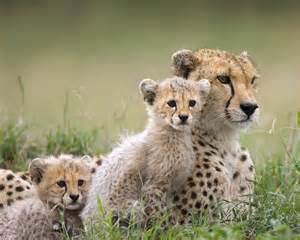 Cheetah Family - Wild Animals Wallpaper (2603080) - Fanpop